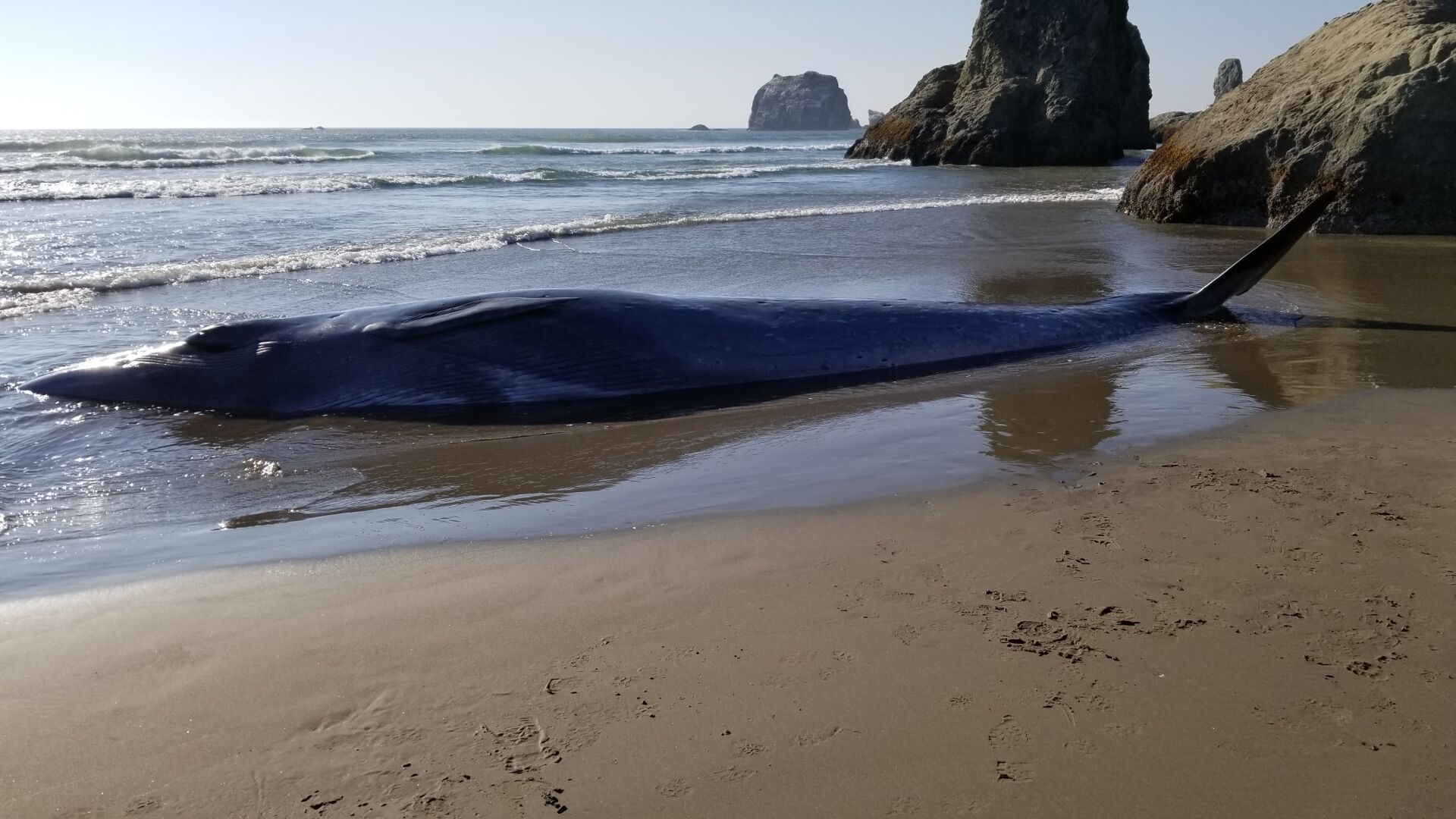 Beached